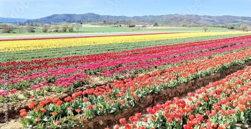 tulip field