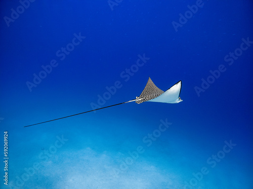 Fotografija Underwater scene with spotted eagle ray (Aetobatus narinari) swimming in the Red