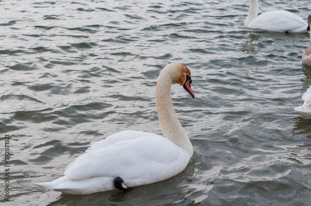 A white majestic swan floats in front of a wave of water. Young swan in the middle of the water. Drops on a wet head.