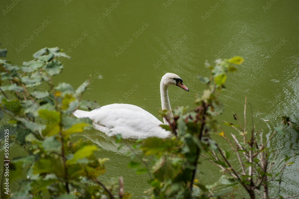 Obraz premium A white majestic swan floats in front of a wave of water. Young swan in the middle of the water. Drops on a wet head.
