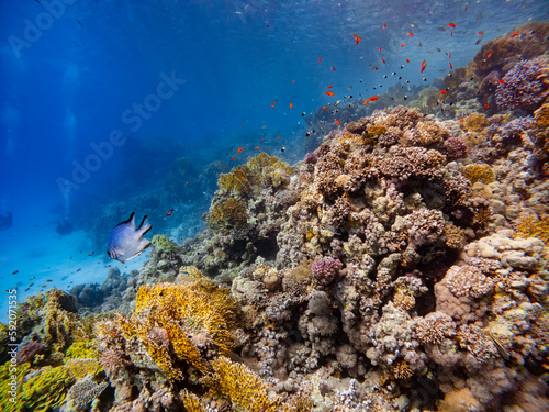 Fototapeta Naklejka Na Ścianę i Meble -  Underwater scene with exotic fishes and coral reef of the Red Sea
