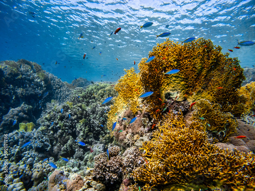 Fototapeta Naklejka Na Ścianę i Meble -  Underwater scene with exotic fishes and coral reef of the Red Sea
