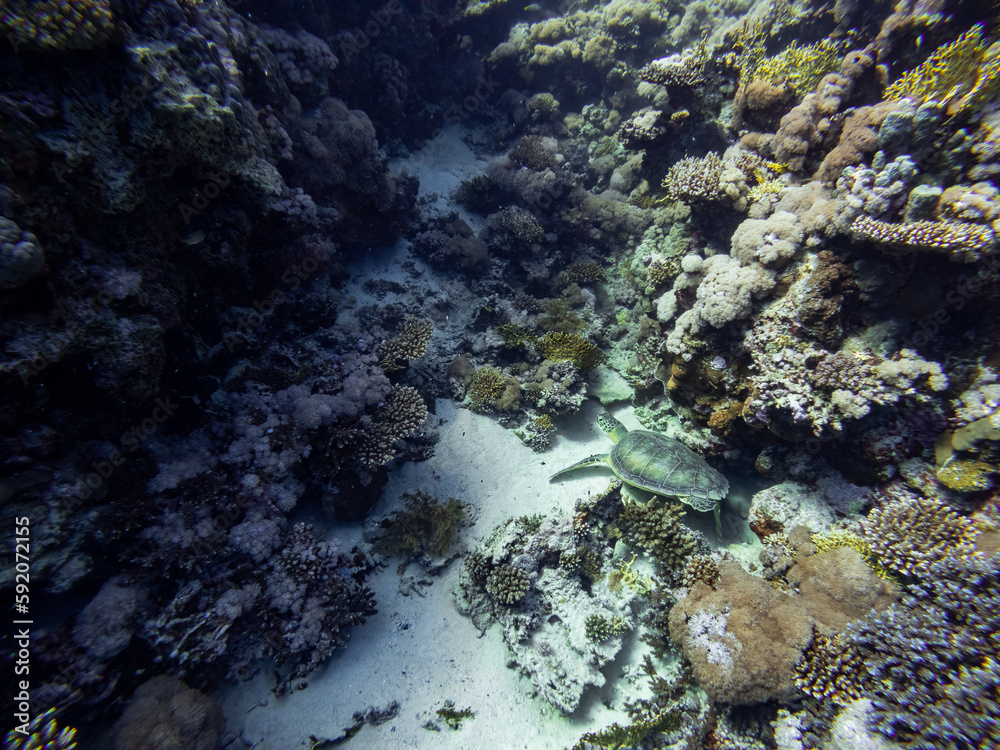 Underwater scene with green sea turtle (Chelonia mydas) in coral reef of the Red Sea
