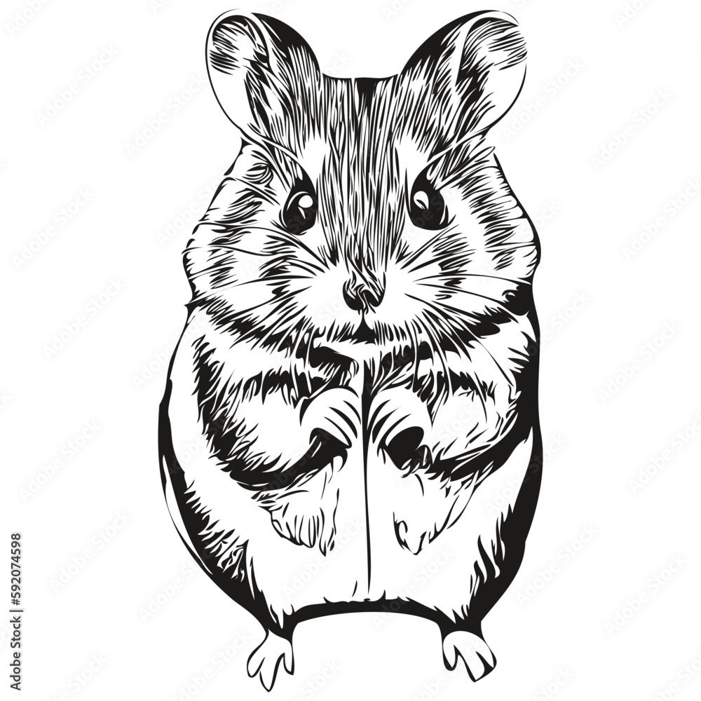 Portrait of a cute hamster on a white background hamsters