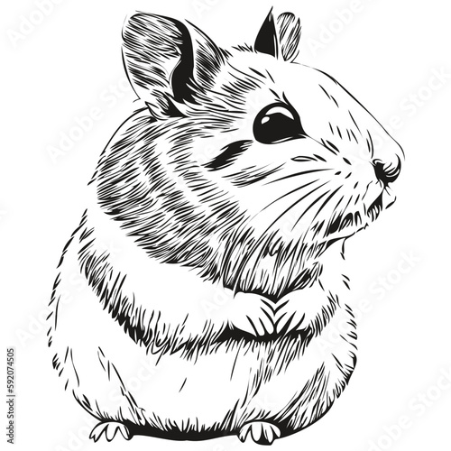 hamster sketches, outline with transparent background, hand drawn illustration hamsters