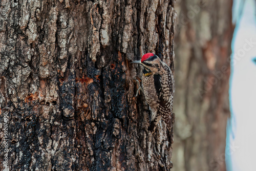  The yellow-bellied sapsucker (Sphyrapicus varius) a bird drinks sweet sap from a tree in spring