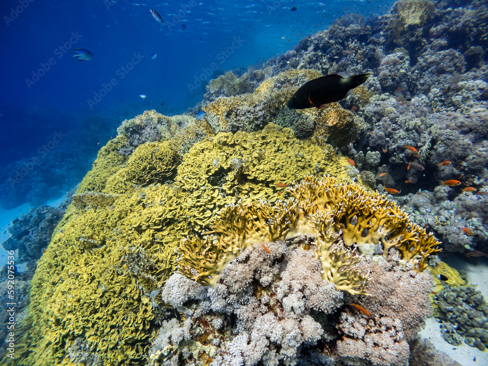 Underwater scene with exotic fishes and coral reef of the Red Sea
Underwater scene with exotic fishes and coral reef of the Red Sea