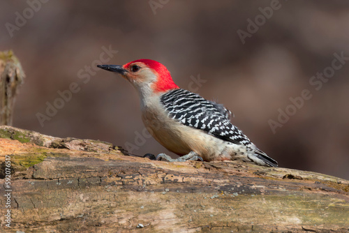 The red-belied woodpecker (Melanerpes carolinus)
