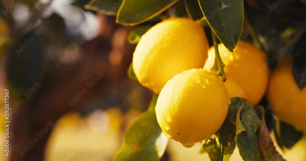 Lemon tree with ripe yellow lemons at sunset, close-up