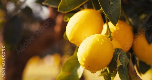 Lemon tree with ripe yellow lemons at sunset, close-up
