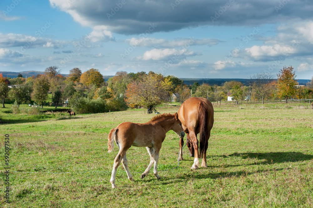 brown mare with foal in the mountains on a beautiful sunny day