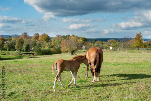 Fototapeta Naklejka Na Ścianę i Meble -  brown mare with foal in the mountains on a beautiful sunny day