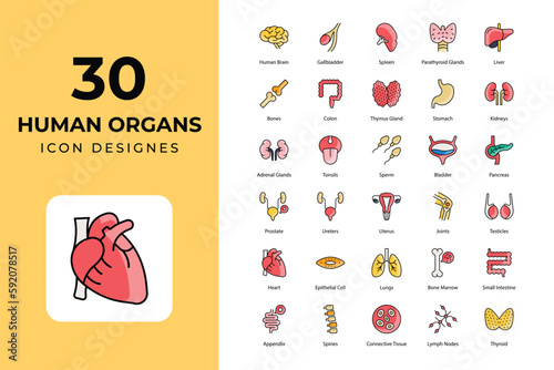 Human Organs icons Collection. medical icons,  	anatomy, artery, bladder, body, bones, brain, digestive, female, growing, hair, heart, human, internal, intestine, kidney, liver, lungs, male, organ, Ov