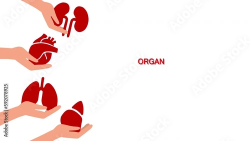 Hands holding human organs. World Organ Donation Day. Concept of organ donation, heart transplant, lungs, liver, kidneys. Volunteering for a patient. Video animation.