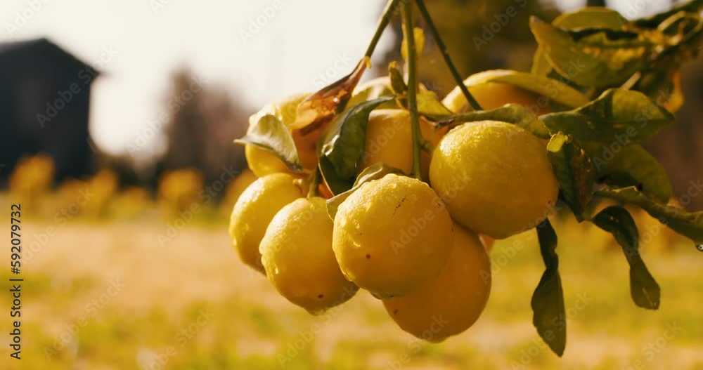 Ripe lemon hanging on tree branch in sunshine. healthy lemon trees