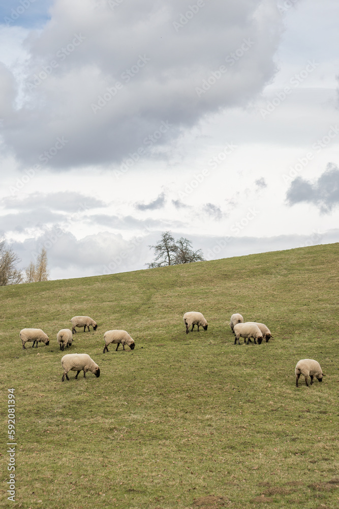 Black-headed sheep grazing on a hill with clouds.