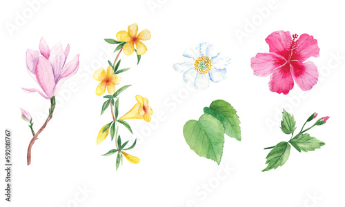 Floral watercolor set. Exotic flowers. Hand drawn botanical illustration isolated on white background. Botanical collection. Can be used for stickers, cards, farbic prints, cosmetic packaging design