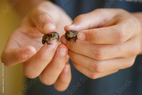 hands holding two brown tiny froglets