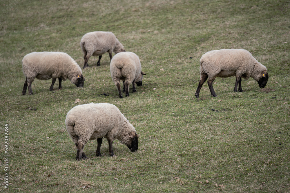 A sheep with a black head in the pasture.