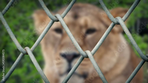 Lioness Looking Around Behind Fence Bokeh photo