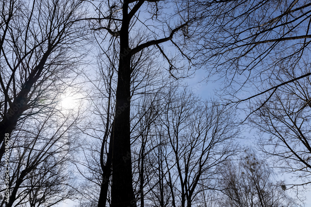 Branches of deciduous trees in the park in spring sunny weather Branches of deciduous trees in the park in spring sunny weather
