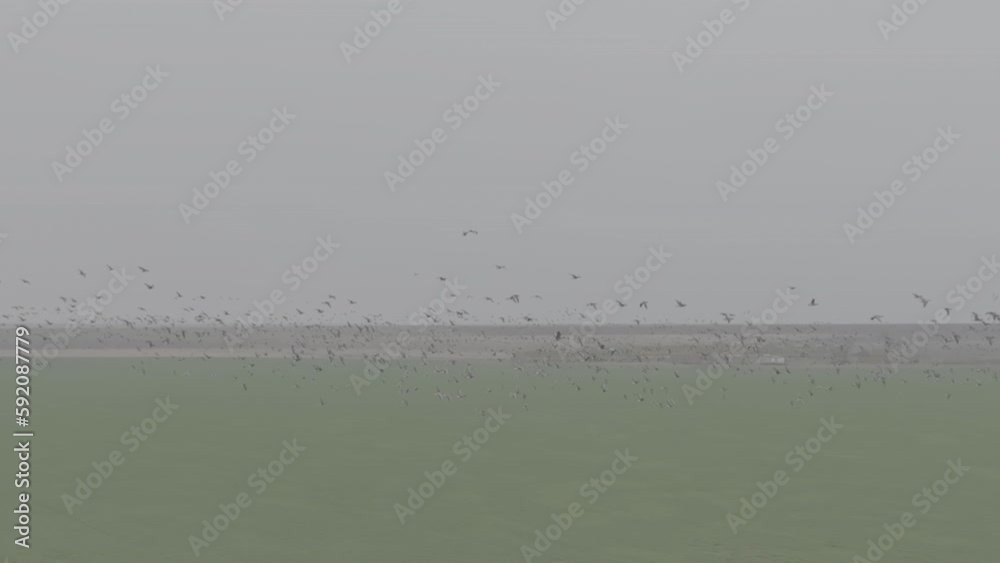 Flock of geese in flying over farm fields. Flight with wild birds, with sound. Beautiful birds during the migration. Wildlife birdwatching. Slow motion video, ProRes, 10 bit, ungraded D-LOG Flock of geese in flying over farm fields. Flight with wild birds, with sound. Beautiful birds during the migration. Wildlife birdwatching. Slow motion video, ProRes, 10 bit, ungraded D-LOG