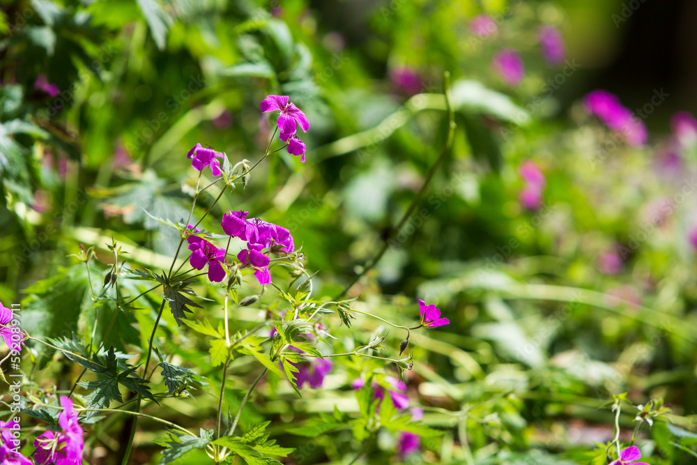 PinkeBlüten im Beet mit Stauden PinkeBlüten im Beet mit Stauden