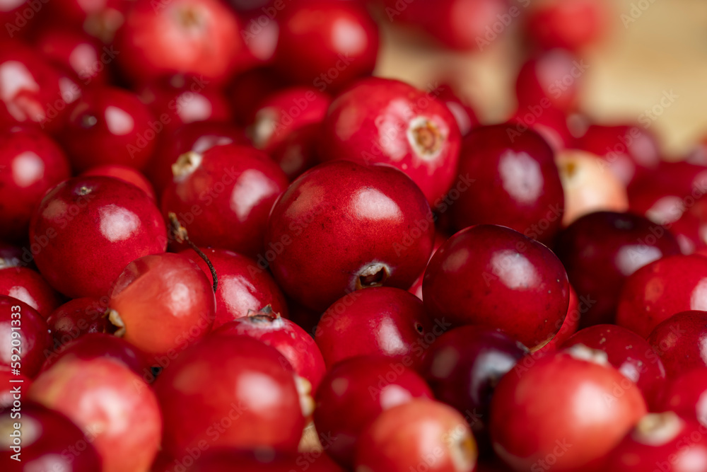 Red ripe cranberries harvested in swamps Red ripe cranberries harvested in swamps