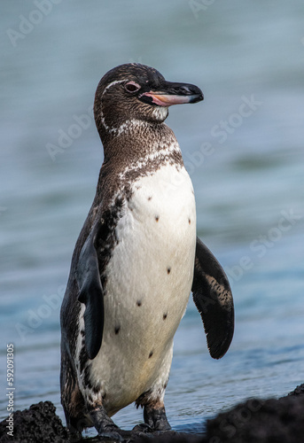 One of the rarest penguin species on earth: the Galapagos Penguin (also the most northernmost penguin on earth)