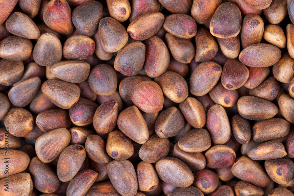 a bunch of pine nuts in the shell a bunch of pine nuts in the shell