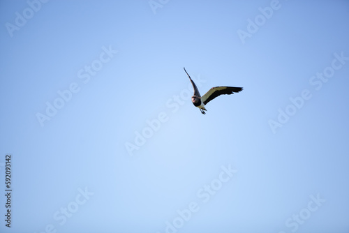 seagull in flight