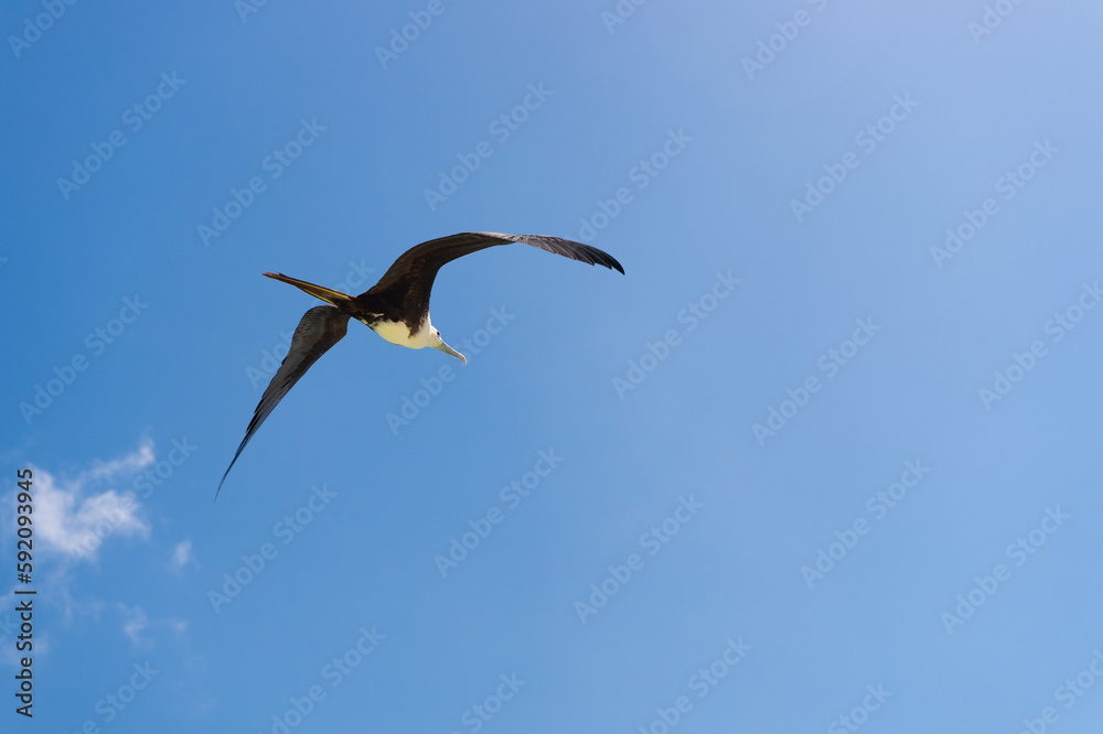 Obraz premium fregatidae bird in summer sky. fregatidae bird flying in the sky. fregatidae bird outdoor.