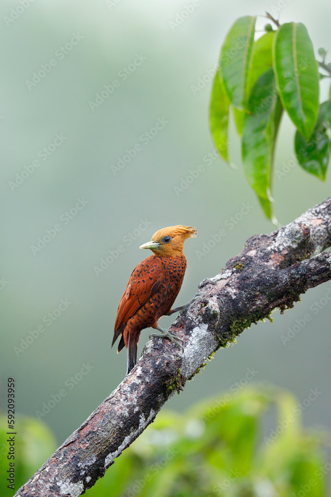 Chestnut-colored Woodcreeper
