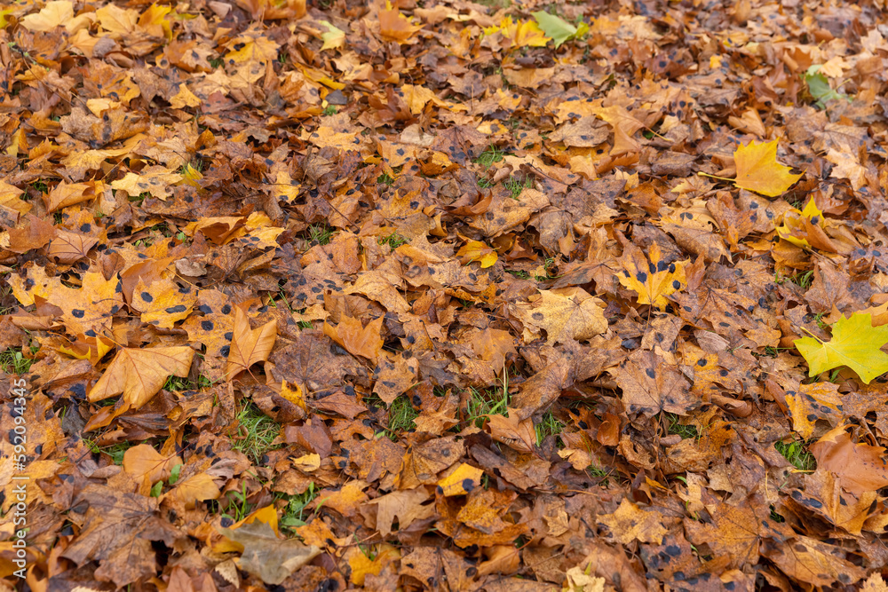 The yellowed foliage of deciduous trees that fell to the ground The yellowed foliage of deciduous trees that fell to the ground