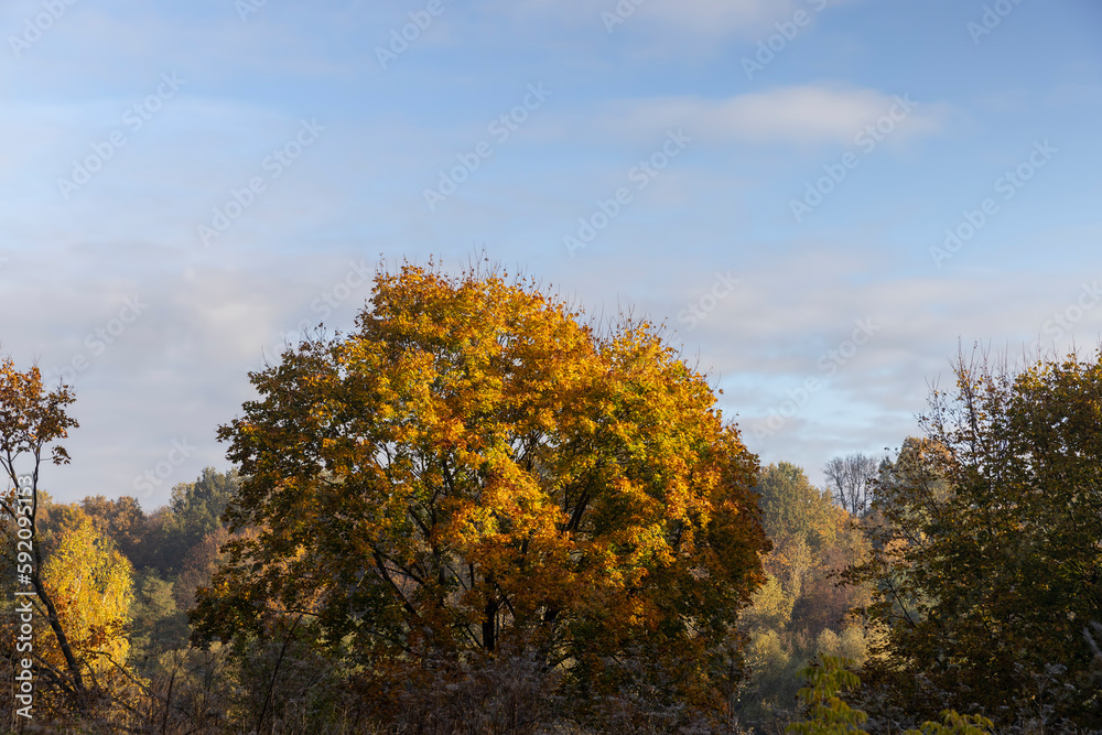 Deciduous trees in the autumn season with colorful foliage Deciduous trees in the autumn season with colorful foliage
