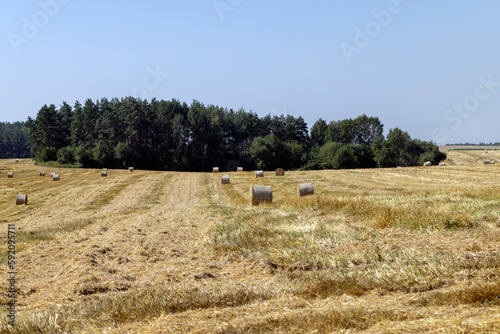 Yellow-golden straw on the field after harvesting in stacks