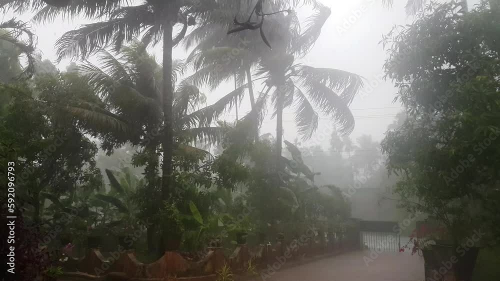 Village heavy rainfall with strong wind in the Indian state Kerala. Beautiful rainy day or monsoon season climate in India. Rainwater drops fall on coconut palm tree leaves with a white sky background