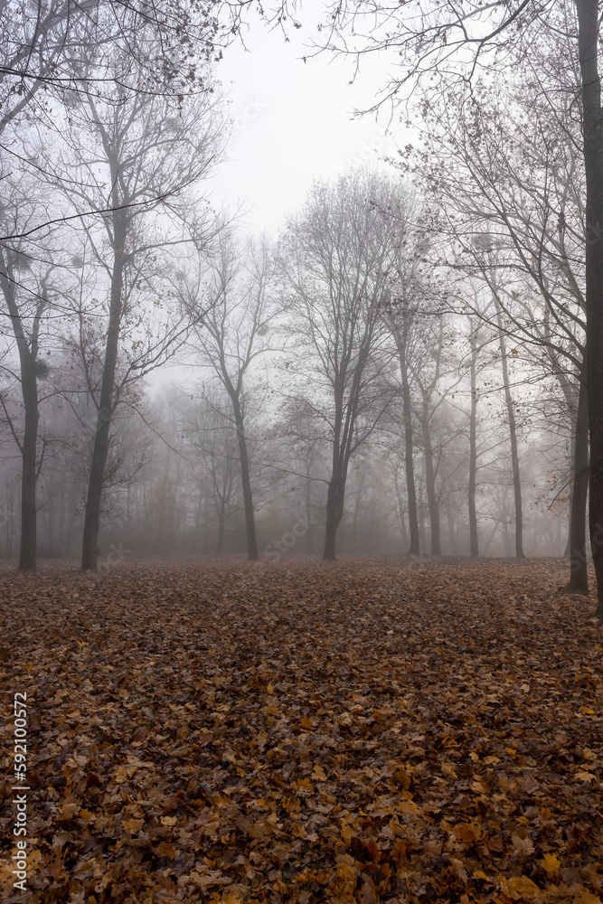 Trees in the park at the end of autumn in cloudy dreary weather Trees in the park at the end of autumn in cloudy dreary weather