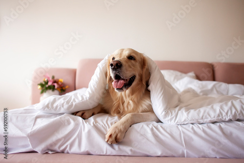 dog of the golden retriever breed lies in bed covered with warm and soft blanket, pet is resting at home under carpet