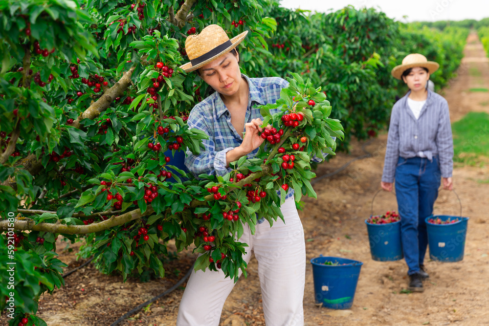 Portrait of cheerful female worker picking cherry on farm