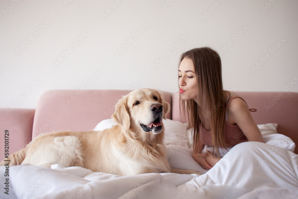 girl lies in bed and hugs golden retriever dog, the dog licks the owner, the woman loves pets girl lies in bed and hugs golden retriever dog, the dog licks the owner, the woman loves pets