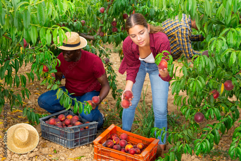 Fototapeta premium African-american man, European man and young woman picking peaches in garden.
