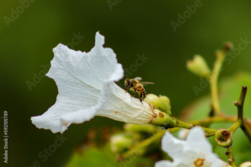 Rio de Janeiro, RJ, Brazil, 04.12.2023 - A bee, Apis melifera, on a flower of babosa branca, Cordia superba, at Two Brothers Cliff Natural Park