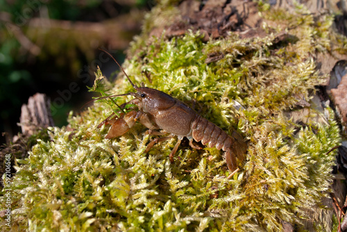 European crayfish Gambero di fiume europeo (Austropotamobius pallipes)