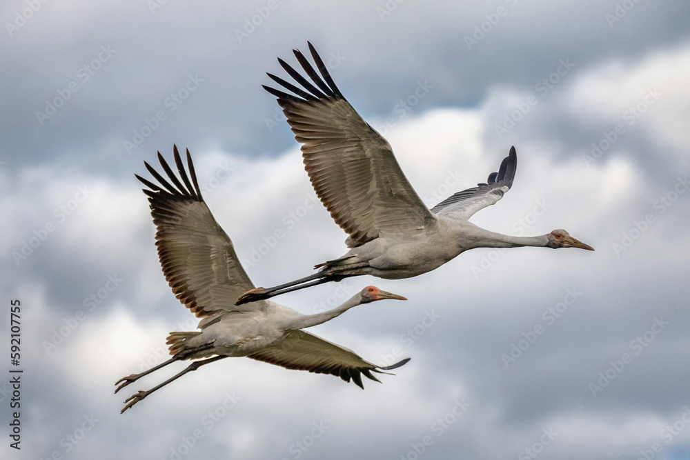 Fototapeta premium A pair of Brolgas or Australian Cranes (Antigone rubicunda) in flight - Barcaldine, Queensland