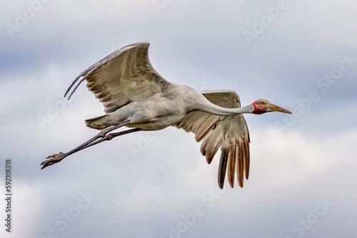 A Brolga or Australian Crane (Antigone rubicunda) in flight - Barcaldine, Queensland, Australia