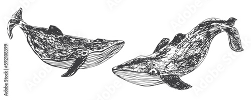 Set of two vector sketch hand drawn black whales. Expressive hand drawn ink water animals for print design, textile, posters, print, stickers, logo