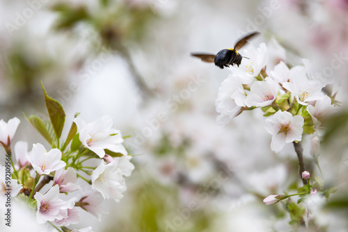 満開の桜の蜜を吸うクマバチ