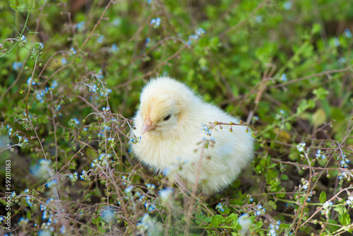 small yellow newborn chicks on green grass field outdours. photo