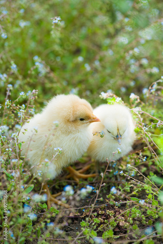 small yellow newborn chicks on green grass field outdours.